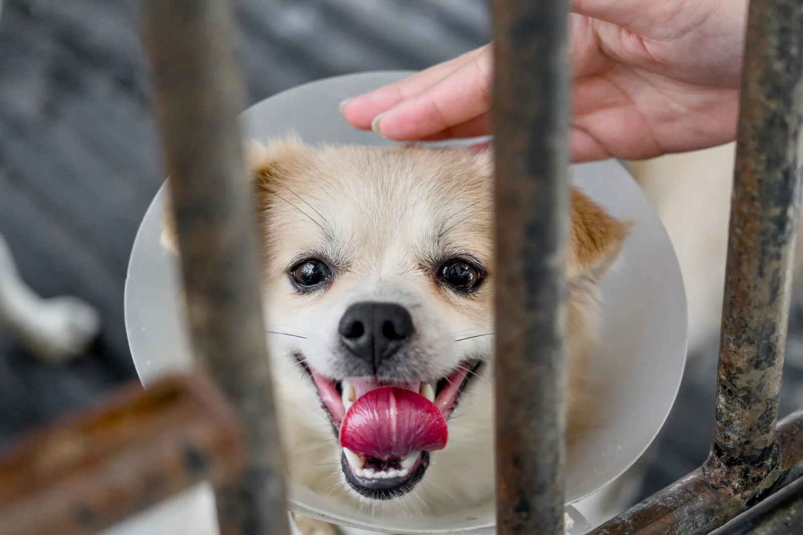 ภาพบรรยากาศ WVS Thailand (เดิมชื่อ Care for Dogs)